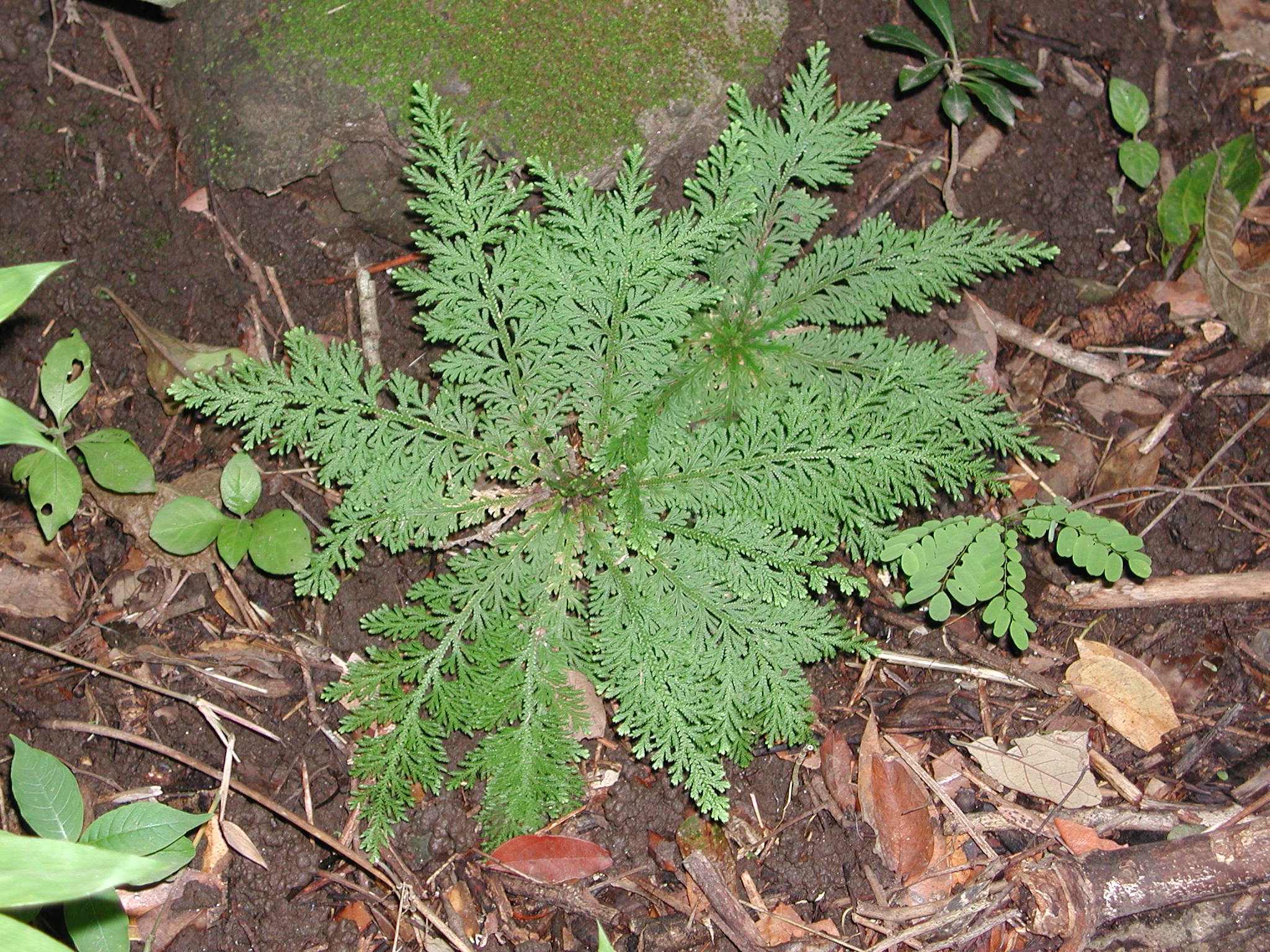 Selaginellaceae Selaginella pallescens